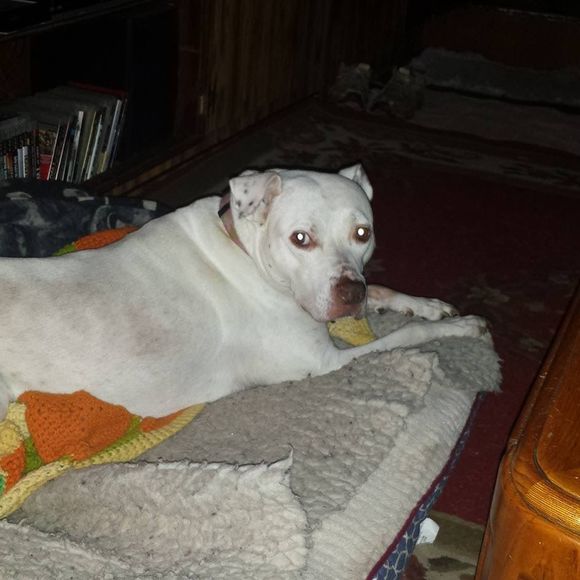 Meet your Posher, Craig - Picture 1 of 1